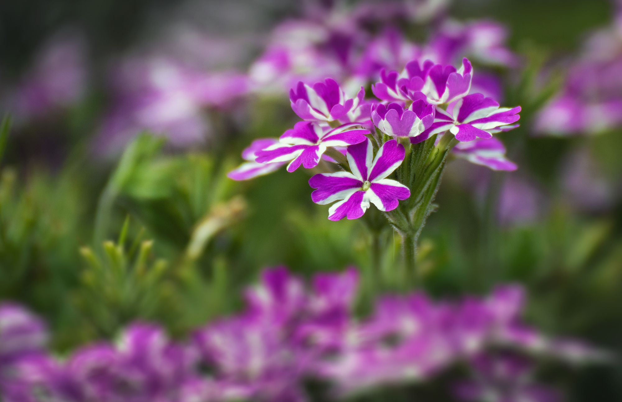 verbena-plant-flower-purple-petal-terrestrial-plant-1641900-pxhere.com